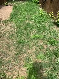 Zoysia grass can provide the most beautiful yards in the south, especially z. Landscaper Offered Me 3 Varieties Of Grass And I Chose The Most Expensive Option Zoysia Grass He Said And It Has Been Carefully Watered And Instead Of Zoysia Its Sprouting All Sorts