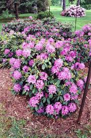 How To Grow Azaleas And Rhododendrons In Il Azaleas Landscaping Season Plants Rhododendron