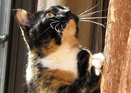 And encorouge her to use it. Why Does My Cat Scratch The Wall And Floor Bechewy