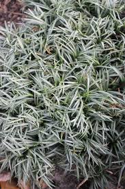 Image result for Ophiopogon