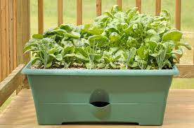 Spinach is an easy, quick, and nutritious crop for your garden! Growing Spinach In Containers Learn About The Care Of Spinach In Pots