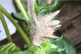 Image result for tomato seedling botrytis