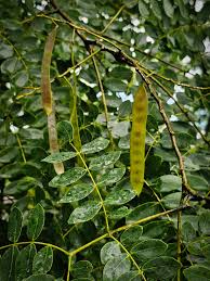 Image result for Albizia procera