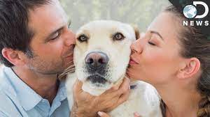 Why We Love Dogs More Than Humans Youtube