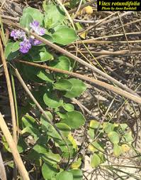 Image result for Vitex obovata