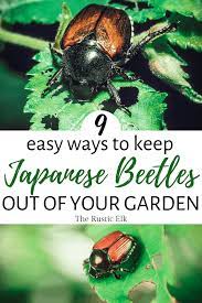A simple diy organic squash bug control means. 9 Tips On How To Get Rid Of Japanese Beetles Naturally The Rustic Elk