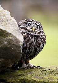 最強にグッとくる画像スレ 丸くて可愛い鳥画像 哲学ニュースnwk owl owl pictures cute animals
