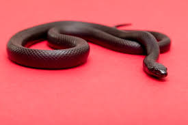 Pan, the greek god of nature, had a strange power. Premium Photo Grass Snake In Man S Hand Close Up