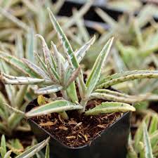 Image result for Kalanchoe daigremontiana