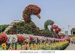Dubai United Arab Emirates 18 04 2018 Beautiful Flourish Landscape Of Miracle Garden With Over 45 Million Flo Miracle Garden Garden Images Million Flowers