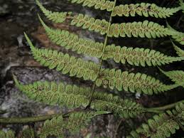 Image result for Diplazium humbertii