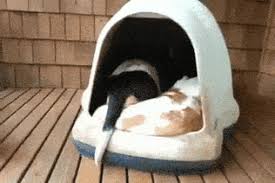 Best Hound Gifs Primo Gif Latest Animated Gifs Your favorite computer file type! best hound gifs primo gif latest