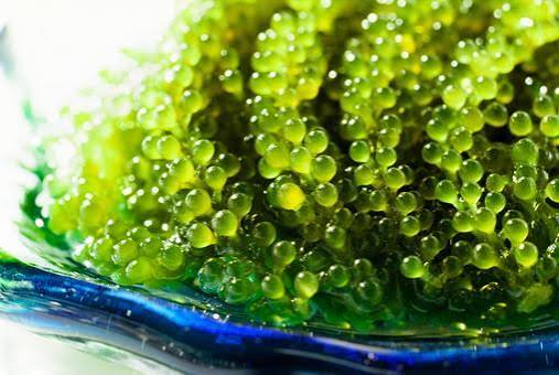 海ブドウの写真素材｜写真素材なら「写真AC」無料（フリー）ダウンロードOK