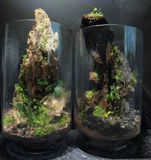 pin on tropical terrarium