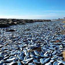 There are a number of ways you could do it, depending on your local resources and the strength of your also, it's probably not a great idea to go around reading articles called things like the best ways to dispose of a dead body. Hundreds Of Dead Fish Washed Up On Herring Cove Beach In Provincetown The Boston Globe