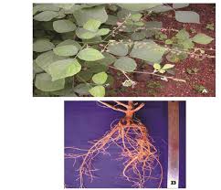 Image result for Pseudarthria