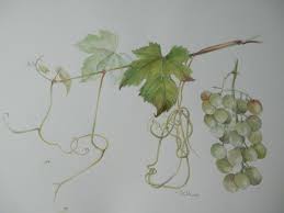 les vendanges aquarelle jardin et autres reves dessin jardins vendange