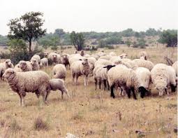 Sheep 101 Raising Sheep