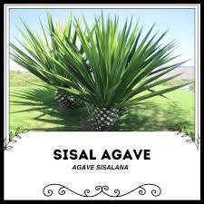 Image result for Agave sisalana