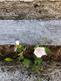 It is native to western and central europe with localised populations in north africa and eastern europe, and is widely. Algard Hagelag Moskuskattost Malva Moschata Nydelig Facebook