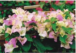 > вино don fernando белое сух. Flamingo Bougainvillea Bicolor White With Pink Tips With Green Leaves Tropical Z 9