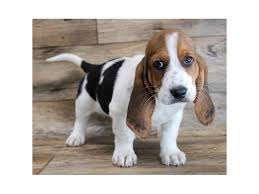 Since then basset hound puppies have been stealing the hearts of millions just as they have stolen our hearts here at sandyhill basset hounds. Basset Hound Puppies Petland Fairfield