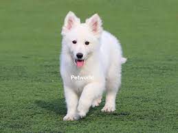 satilik beyaz alman kurdu yavrulari kopek ciftligi kafe restoran kahvalti satilik kopek ilanlari