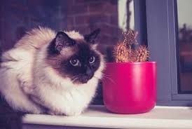 Cats that do not shed are hairless cats, such as the sphinx cat, and the devon rex cat sheds less than more common breeds. Do Birman Cats Shed Cleaning Tips For Your Cat Faqcats Com