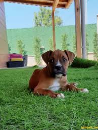 Muhtesem Kopek Boxer 243596 Bikopek Com