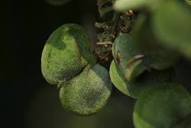 Image result for Aporrhiza paniculata