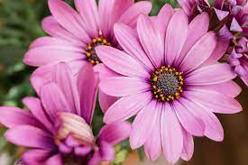 These flowers look just like wild roses because of their big plump heads. 13 Recommmended Plants With Daisy Like Flowers