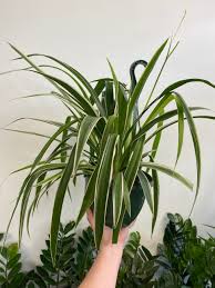 Image result for Chlorophytum pauper