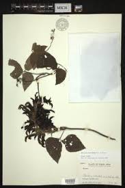 Image result for Mucuna poggei