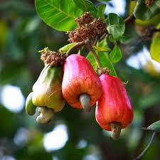 Image result for Anacardium