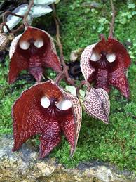 This orchid also resembles a living creature hidden inside it. Flowers Look Like Animals People Monkeys Orchids Pareidolia 40 Newslinq