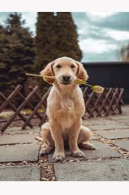 Hwy 12 | baldwin, wisconsin 54002 | phone: Canine Clips Pet Grooming Bathing Boarding Markleville Anderson In