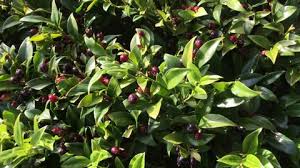 Image result for Ochna confusa