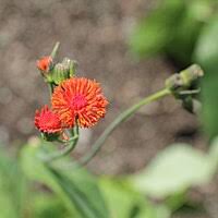 Image result for Emilia transvaalensis