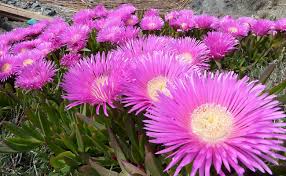 Les corbeilles d'argent et les aubriètes, idéales pour fleurir un muret, sont parmi les premières vivaces à ouvrir le bal des floraisons en avril. Griffe De Sorciere Carpobrotus Edulis Figue Marine Ou Ficoide Comestible