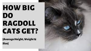 How Big Do Ragdoll Cats Get Average Height Weight Size