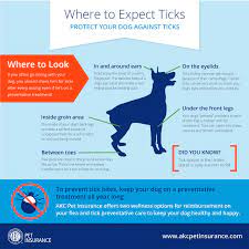 Dogs And Ticks What You Need To Know