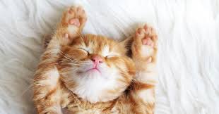 Finding the best cat beds usually means combing through reviews, determining what features are the most important to both if you're a cat owner, you probably know cats like to sleep… a lot. 25 Of The Best Cat Beds Review Buying Guide Petmoneysaver
