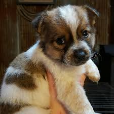 The australian shepherd comes in three sizes, standard, toy, and miniature. Australian Shepherd Red Heeler Blue Heeler Mix Gamers Smart