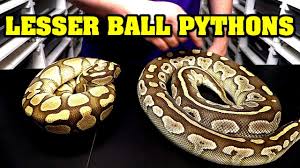 Check spelling or type a new query. All About Lesser Ball Pythons Identify Combos Comparisons Etc Youtube