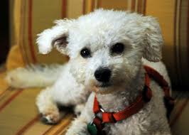 It's only dangerous if you have existing. Beware Black Mold And Pets