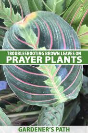 Growers don't seem to have the same problem with brown leaf tips while growing the plants. 7 Of The Top Reasons For Brown Leaves On Prayer Plants Gardener S Path