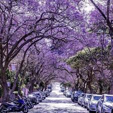Jacaranda Trees Are Lining The Streets Of Kirribilli In Sydney 2017 Photo By Daisy Nguyen Via Ig Jacaranda Tree Australia Scenery