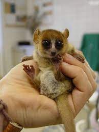 Mouse Lemur You Re Welcome Cute Animals Baby Animals Baby Lemur