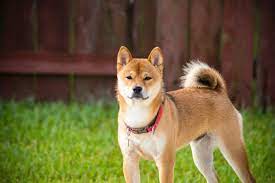 A small, alert and agile dog that copes very well with mountainous terrain and hiking trails. Shiba Inu Im Rasseportrat Infos Zu Charakter Mehr