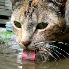 Switch from a dry diet to a raw or canned diet. The Ingenious Way Cats And Dogs Drink Water